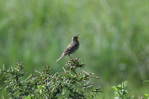 Pangani Longclaw (Macronyx aurantiigula), photo 3
