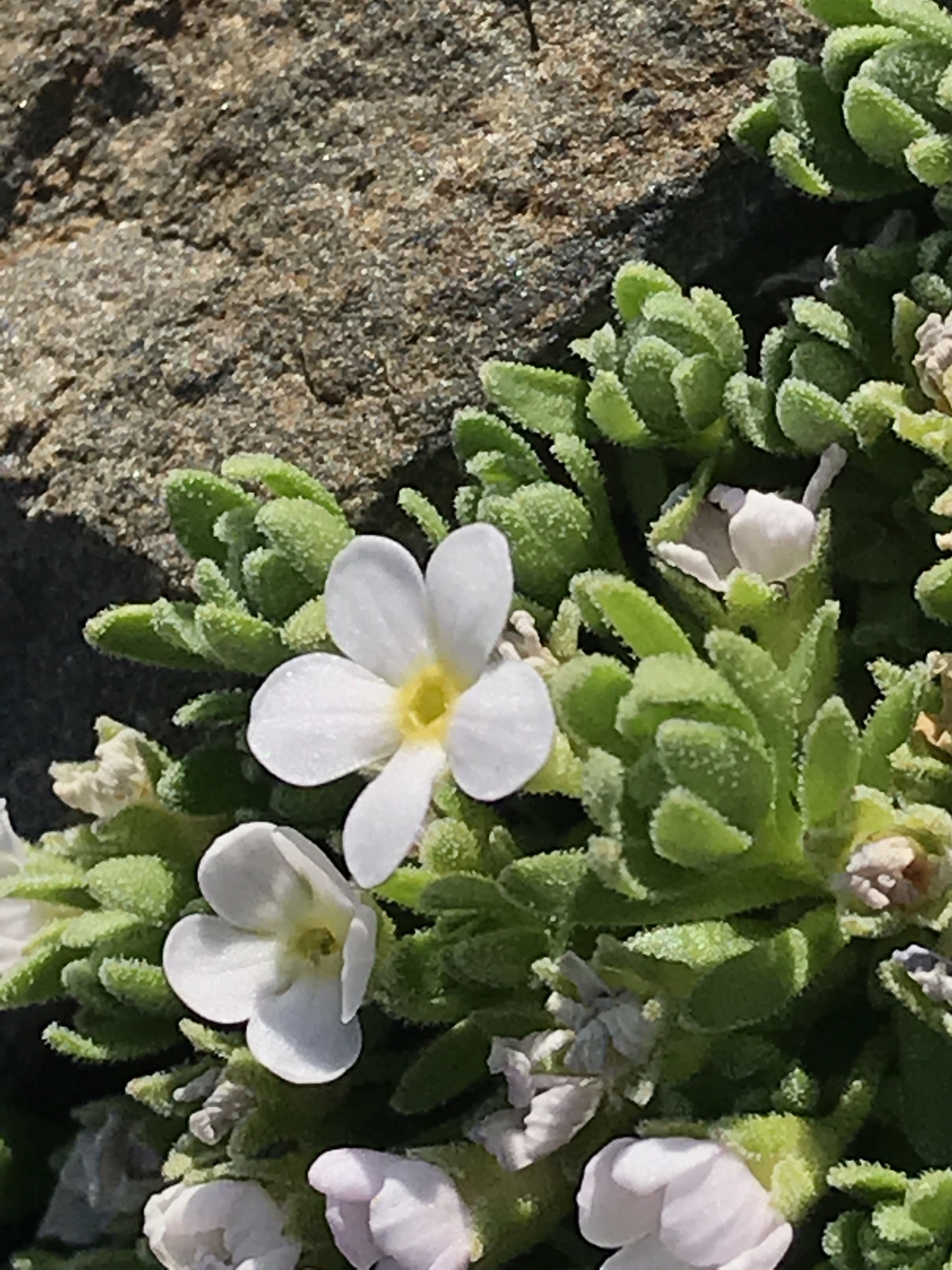 Alpine rock-jasmine (Androsace alpina)  iNaturalist