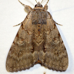 Catocala habilis
