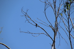 Brachygalba lugubris