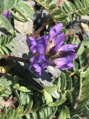 Oxytropis montana