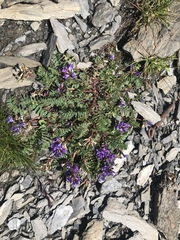 Oxytropis montana