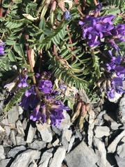 Oxytropis montana