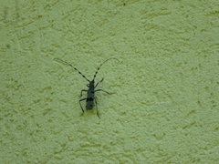 Rosalia alpina