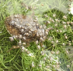 Microvelia