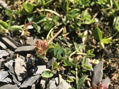 Trifolium thalii