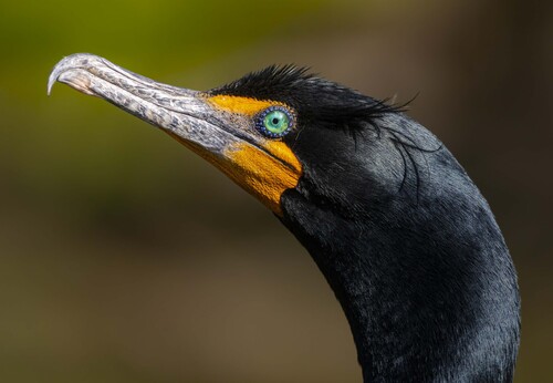 Cormorán orejudo (Nannopterum auritum)