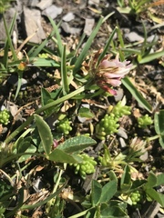 Trifolium thalii