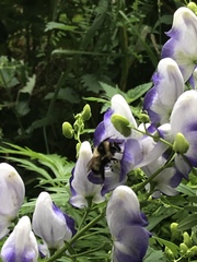 Bombus vagans bolsteri
