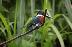 Chloroceryle americana