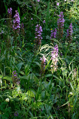 Dactylorhiza foliosa image