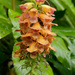 Digitalis sceptrum - Photo (c) jkt, algunos derechos reservados (CC BY-NC), subido por jkt