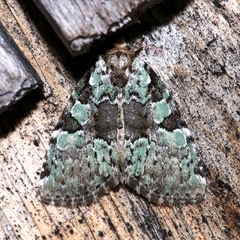 Leuconycta lepidula
