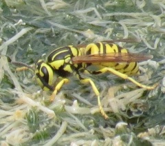Vespula sulphurea
