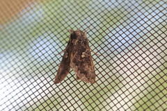 Syngrapha octoscripta