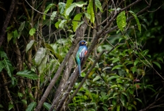 Trogon curucui
