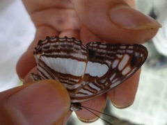 Adelpha iphiclus iphiclus