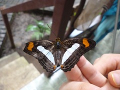 Adelpha iphiclus iphiclus