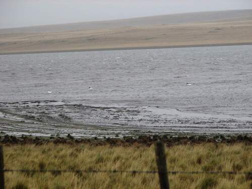 Black-necked Swan (Cygnus melancoryphus)