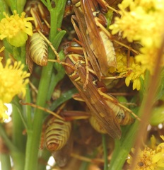 Polistes dorsalis californicus