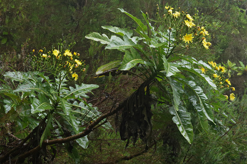 Shrubby Sow Thistle