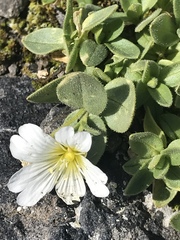 Cerastium uniflorum