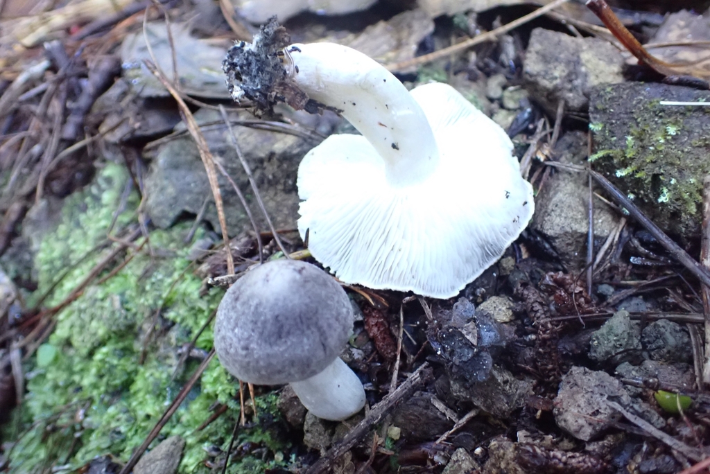 Tricholoma terreum · April 2025 · photo: © claire_grace83 (iNaturalist, cc-by)