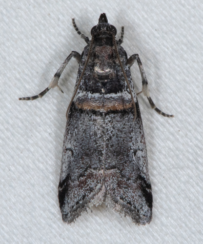 Tricolored Acrobasis Moth photo 5