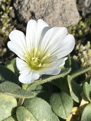 Cerastium uniflorum