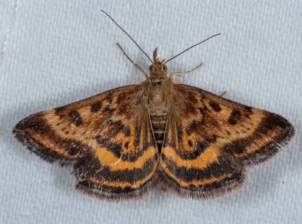 Mottled Pyrausta Moth
