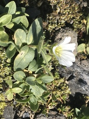 Cerastium uniflorum