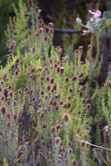 Seriphium cinereum