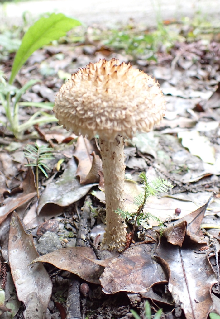 Lacrymaria asperospora · April 2025 · photo: © claire_grace83 (iNaturalist, cc-by)