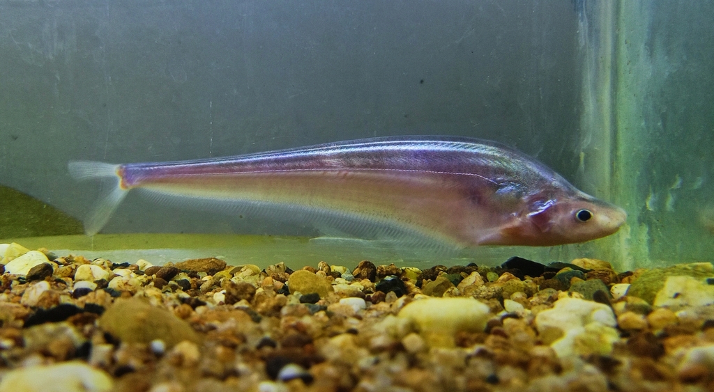 Hemisilurus heterorhynchus