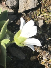 Cerastium uniflorum
