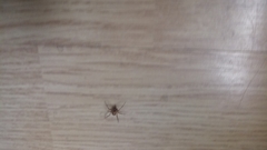 Araneae