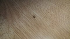Araneae