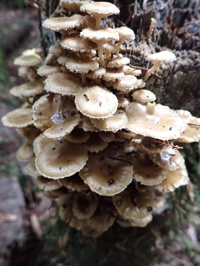 Pholiota gummosa · April 2025 · photo: © claire_grace83 (iNaturalist, cc-by)