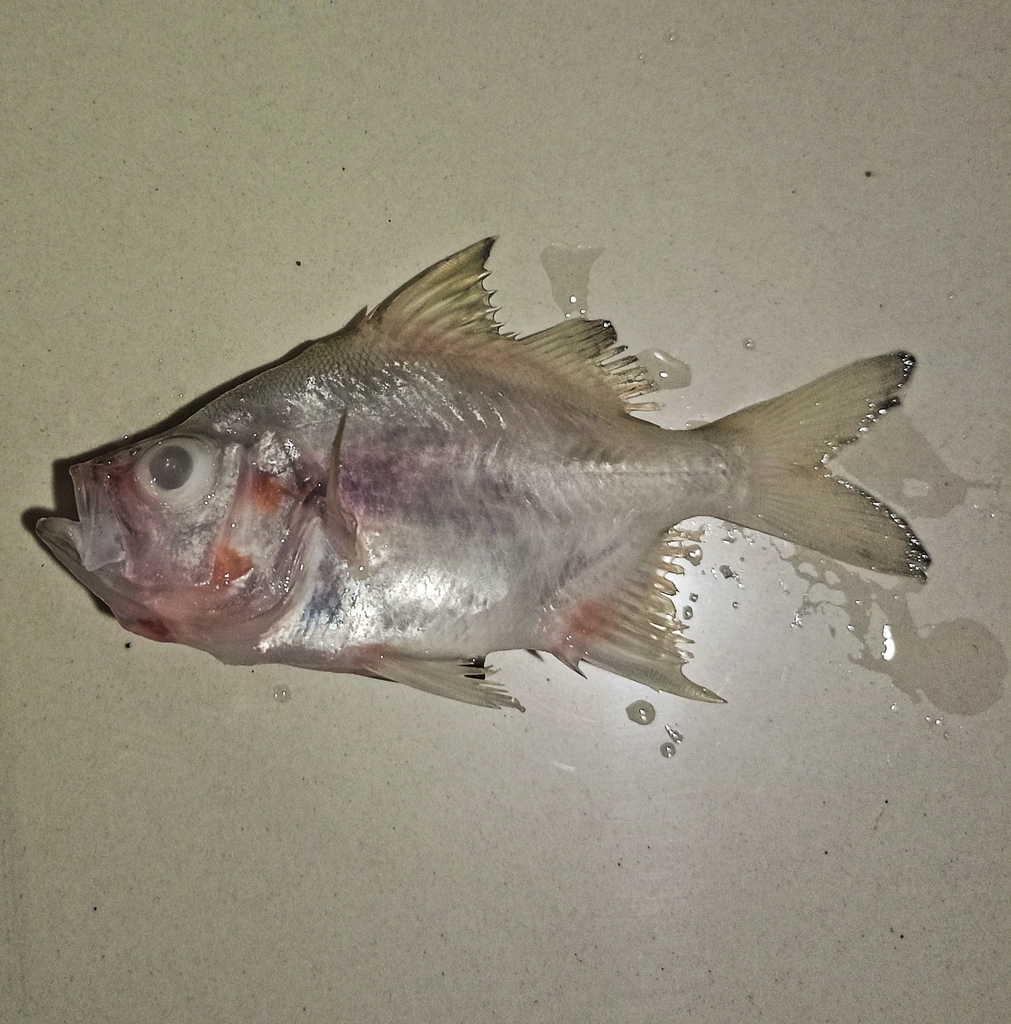 Thai chandid (Parambassis wolffii)