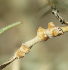 Rhopalomyia chrysothamni