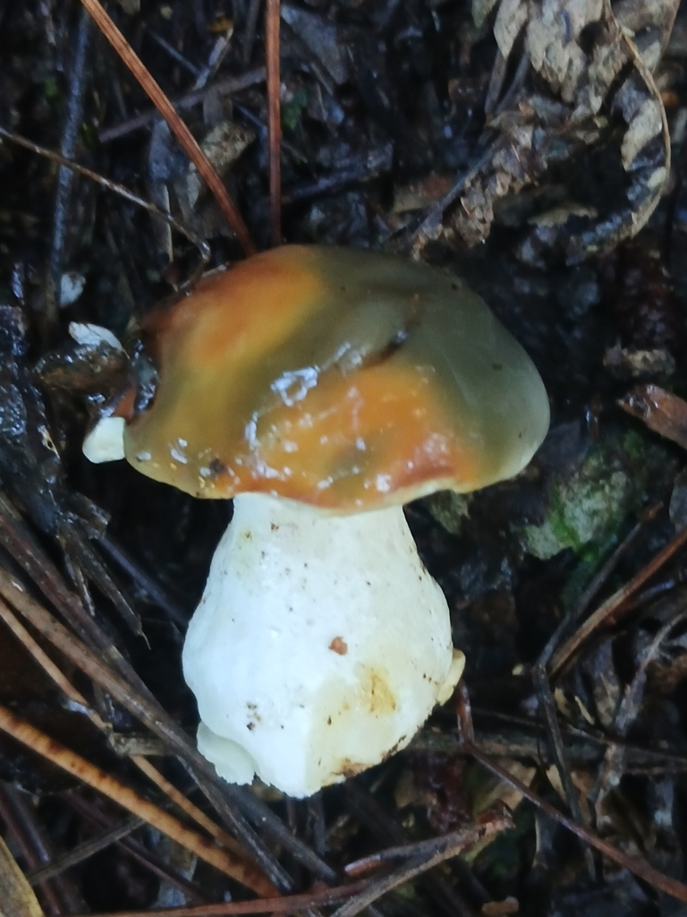 Suillus pungens · April 2025 · photo: © claire_grace83 (iNaturalist, cc-by)