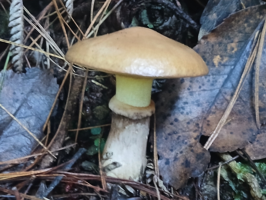 Suillus luteus · April 2025 · photo: © claire_grace83 (iNaturalist, cc-by)