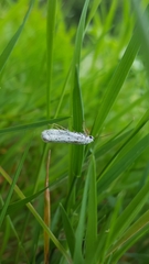 Yponomeuta evonymella