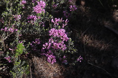 Amphithalea ericifolia ericifolia