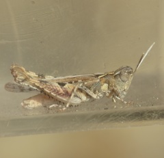 Eupnigodes sierranus