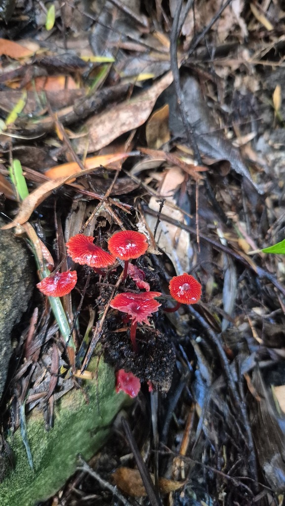 Cruentomycena viscidocruenta · March 2025 · photo: © clintsteel (iNaturalist, cc-by-sa)