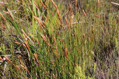 Elegia racemosa