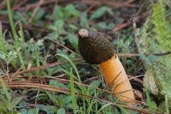 Phallus aurantiacus