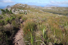 Elegia racemosa