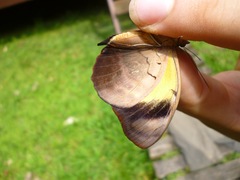 Catonephele numilia esite